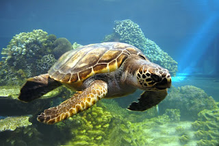 turtles animal under sea wallpaper