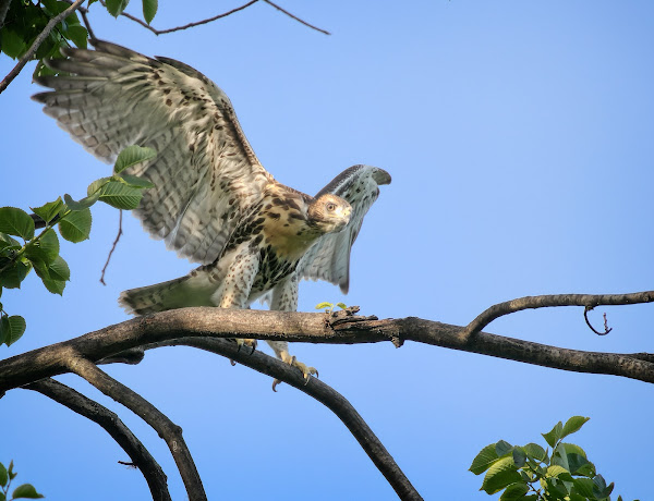 Tompkins red-tail fledgling #2