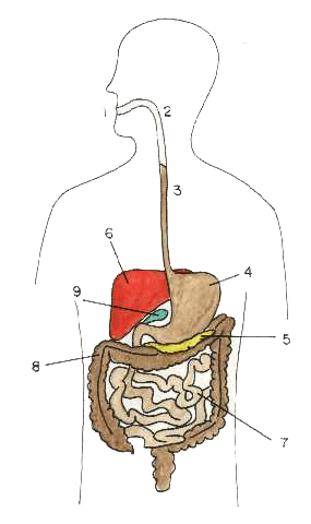 cuerpo humano organos. cuerpo humano organos.