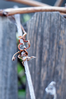 photo of a curly section of a grape vine