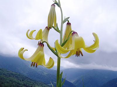 Лилия однобратственная (Lilium monadelphum)