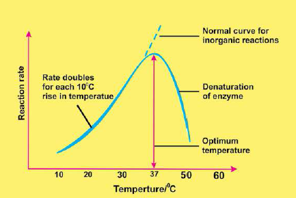 FSc Biology Part 1 XI 11th Chapter 3 Enzymes Notes Long Questions