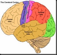 cerebralcortex.  Alien Signal Receiver!