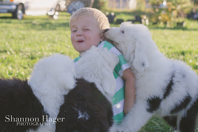 Shannon Hager Photography, Old English Sheepdog Puppy