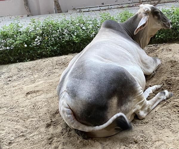 Beautiful cow in Vrindavan, India
