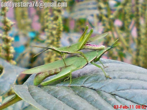 belalang Atractomorpha crenulata kawin
