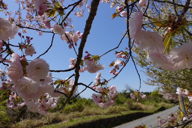 鳥取県西伯郡伯耆町丸山 ビアホフ ガンバリハウスの生垣の八重桜