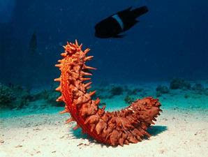 Rote sea cucumbers 