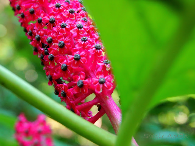 Phytolacca japonica