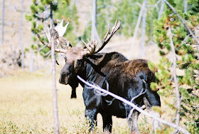 Moose Near Heart Lake in Yellowstone National Park, wildlife
