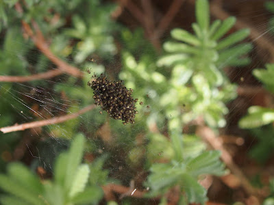 about the size of a blackberry this teeming mass is a legion of baby orb spiders