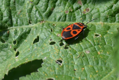 Garten, Natur, Insekten, Nützlinge, natur, pryfed, organebau llesol, Garden, thiên nhiên, côn trùng, sinh vật có lợi, Tuin, natuur, insekte, voordelige