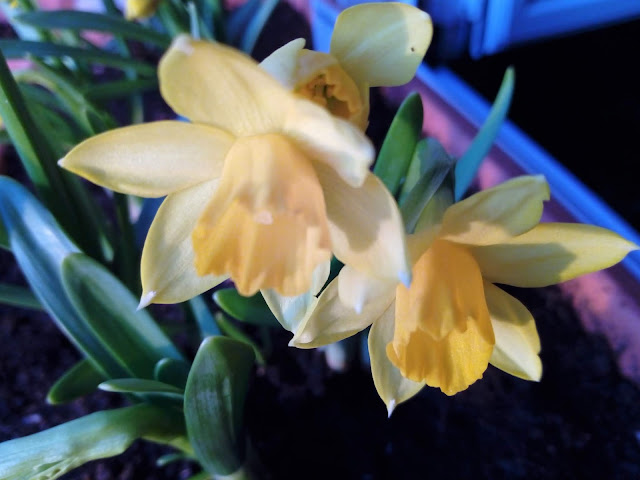 Narcisos Tête à Tête (Narcissus spp.).