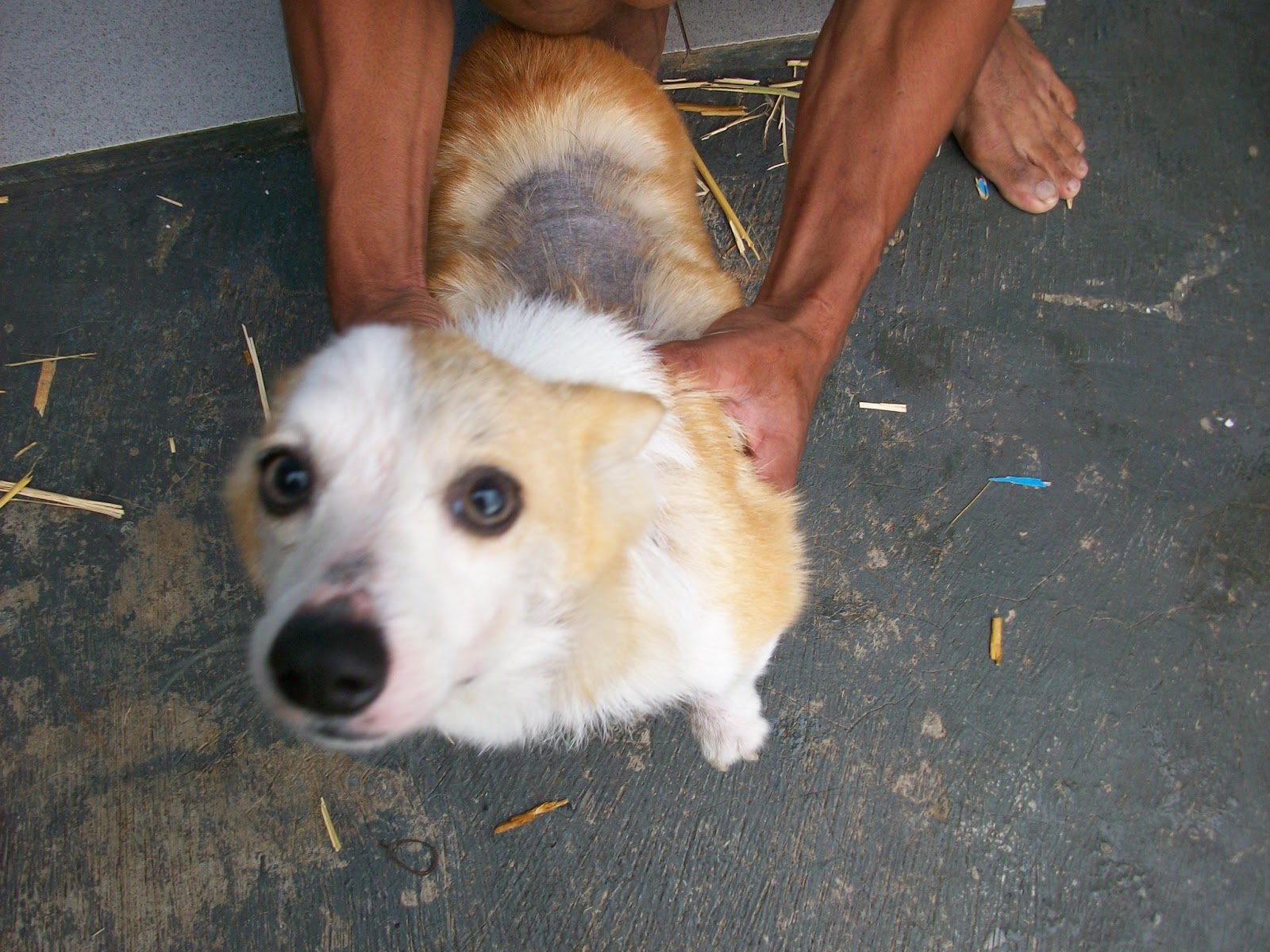 Gambar 2 dan 3 anjing yang sedang dirawat inap di klinik hewan happiness karena menderita scabies akut terlihat bulu rontok di punggung kepala dan kaki