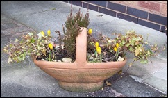 Crocus upright