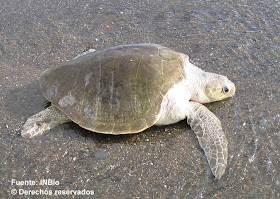 Tortuga olivácea Lepidochelys olivacea