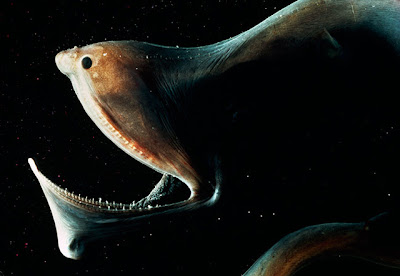 Umbrella Mouth Gulper Eel