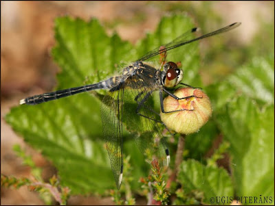 Raibgalvas purvspāre (Leucorrhinia albifrons)