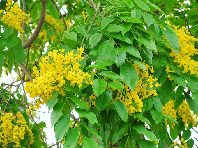 ပိတောက်တွေဟာ ဘယ်တုန်းကမှ သင်္ကြန်ကို မချစ်ခဲ့ဘူး