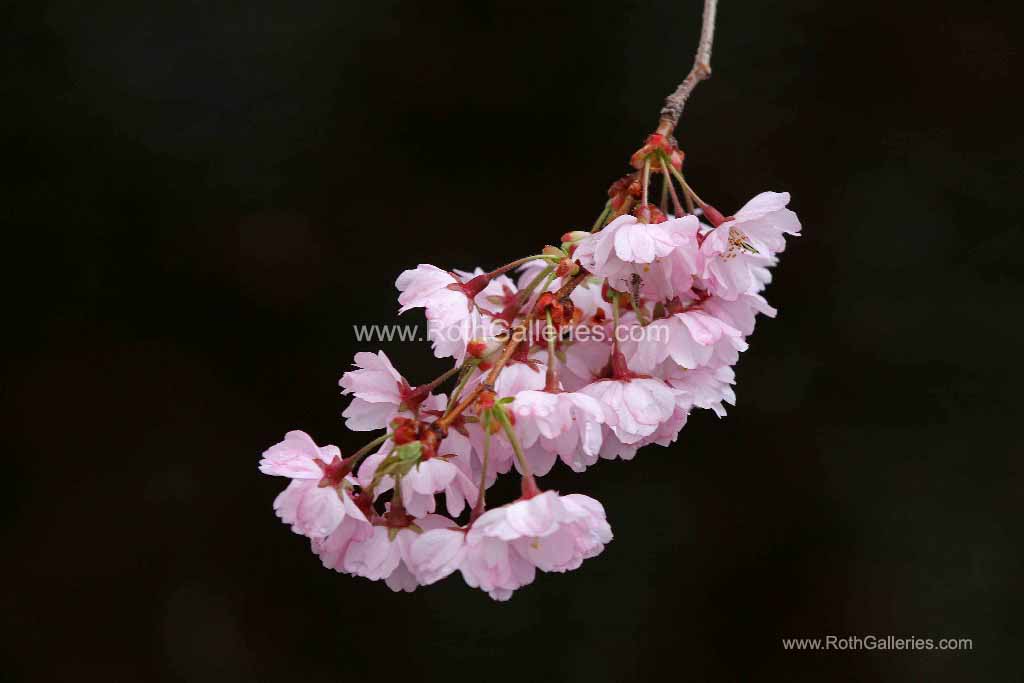 http://juergen-roth.artistwebsites.com/featured/pink-blossom-with-raindrops-juergen-roth.html