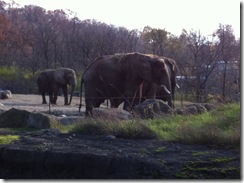 2010-11-Elephants01