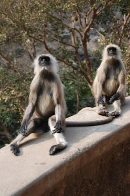 Meditating Monkeys Seen On www.coolpicturegallery.us