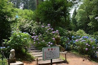 鷲子山霊峰あじさい