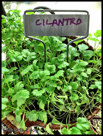 gardening microgreen garden plants cilantro