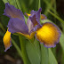 Spuria iris 2016