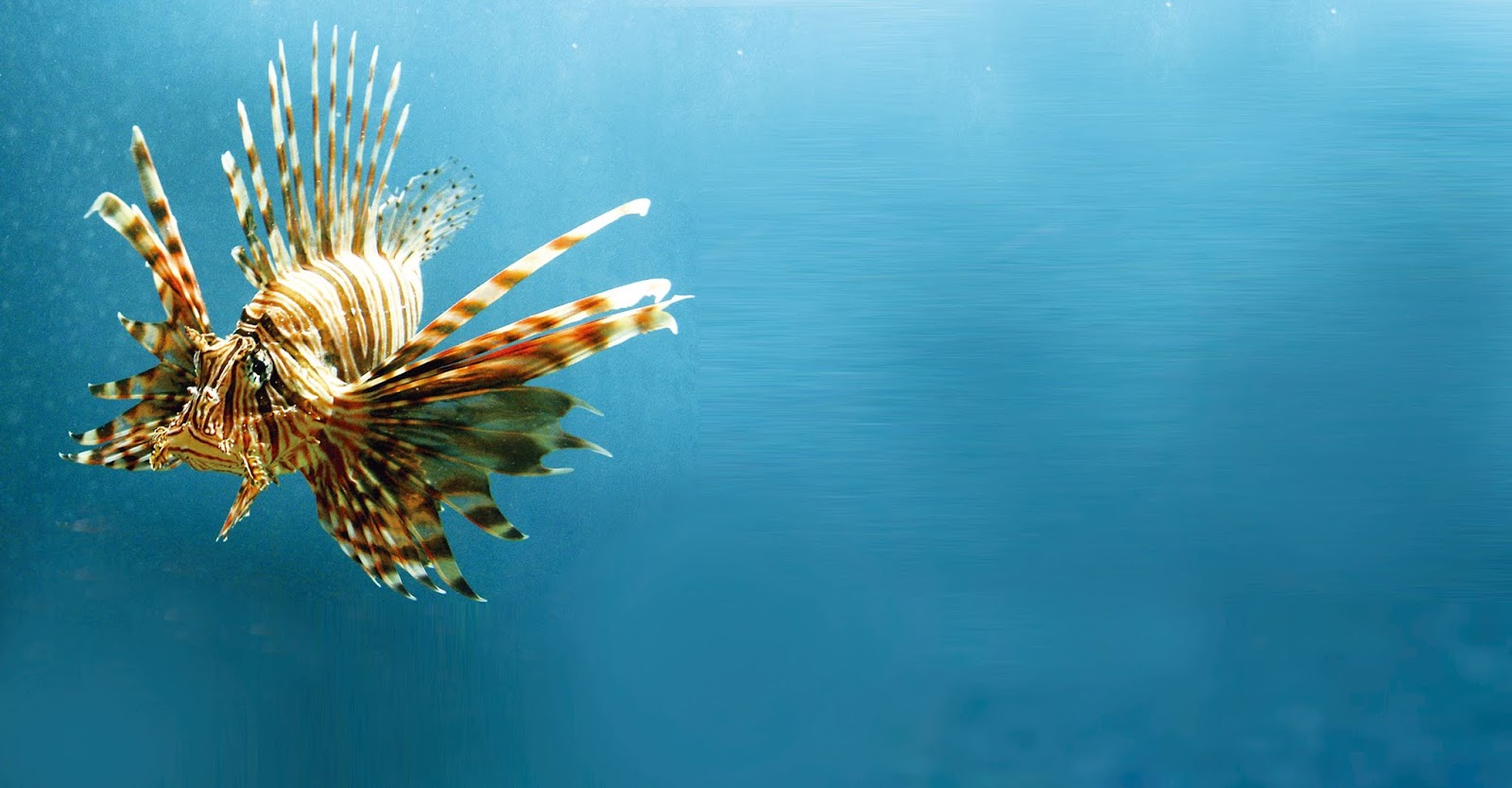 奧秘海洋 魚為何能成為海洋霸主 奇形怪狀的魚鰭變化無窮 奧秘海洋 魚為何能成為海洋霸主 奇形怪狀的魚鰭變化無窮