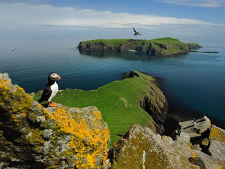 puffin shiant islands best nature wildlife