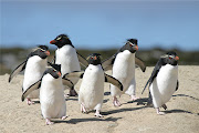 . remain largely inaccessible to landbased tourists in the Falklands, . (â© allan white rockhopper penguins running)