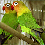 Foto Burung Love Bird Daftar Harga Terbaru 