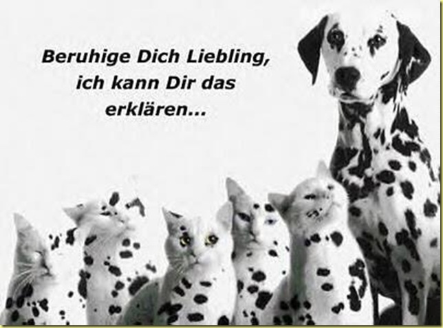 dalmatiner-katzen
