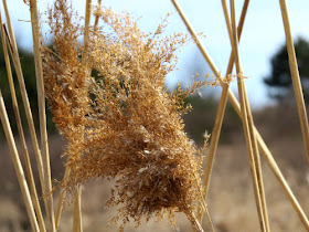 Phragmites australis australis