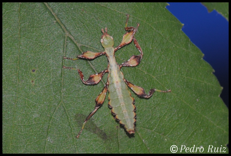 Ninfa L1 (a los 10 dias de nacer) de Cryptophyllium westwoodii, 1,5 cm de longitud