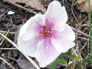 落下した桜の花が天を仰いでいる