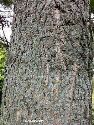 Пихта цельнолистная / Пихта чёрная (Abies holophylla)