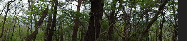 ツバヌキ山の頂上からの眺め