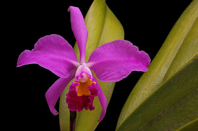 Cattleya wallisii orchid plant care and culture