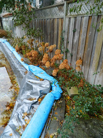 Bedford Park Toronto Garden Fall Clean up before by Paul Jung Gardening Services