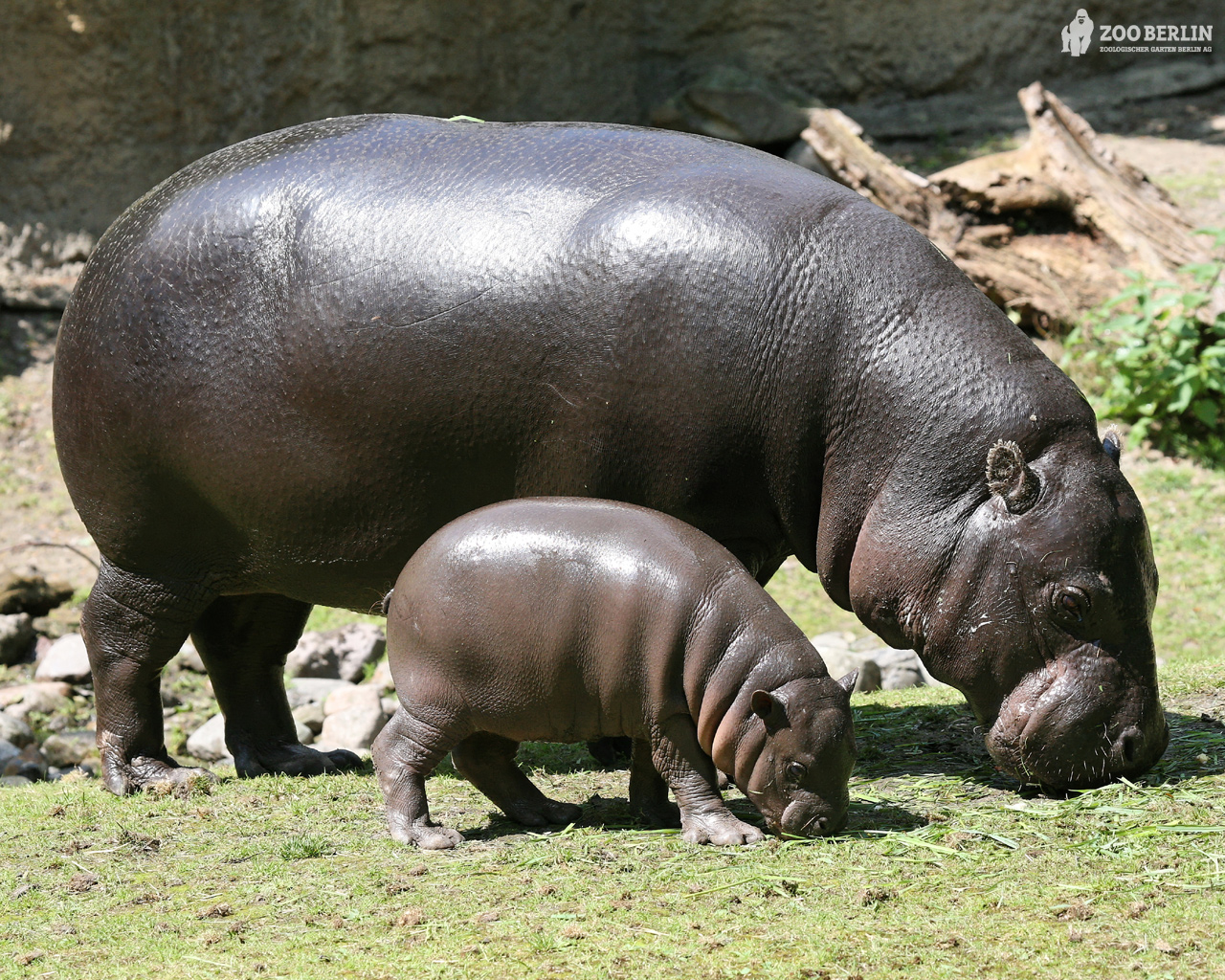 Picture Of Hippo 1