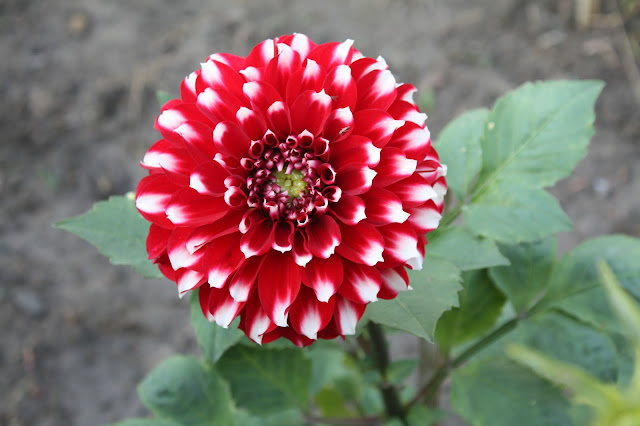 Big Red Flower