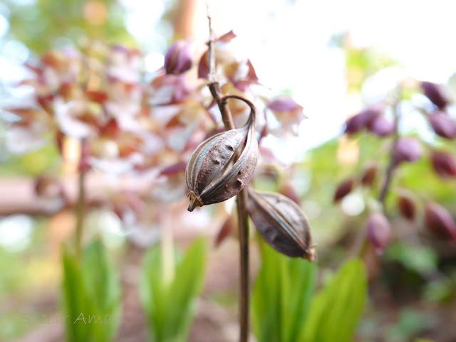 Calanthe discolor