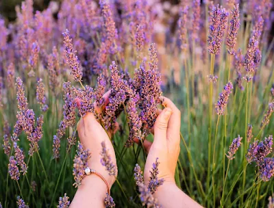 Cultivar flores comestíveis na horta é uma ótima maneira de acrescentar beleza e sabor aos pratos culinários, além de proporcionar um ambiente agradável e saudável em casa.