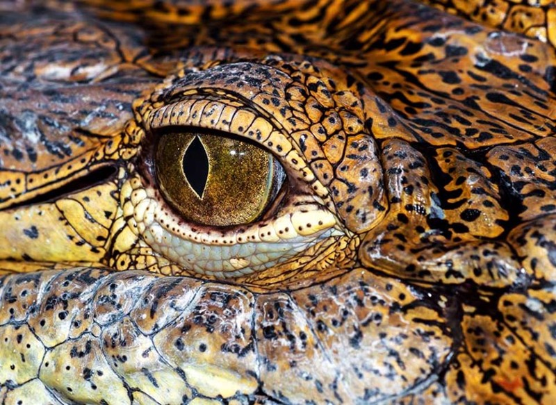 Cayman crocodile on a white background with open mouth