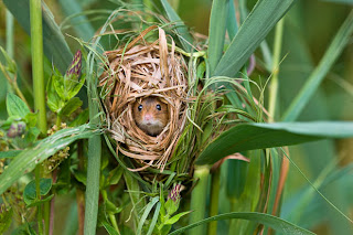 Harvest Mouse in the nest