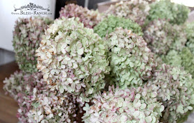 Hydrangea, Bliss-Ranch.com