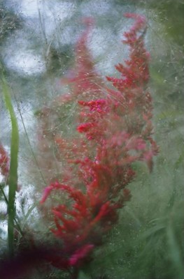 Shen Wei