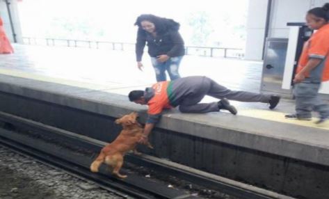 ‘Prefirieron limpiar las vías que quedaron llenas de sangre’: acusan al Metro de no salvar a perro en Pantitlán